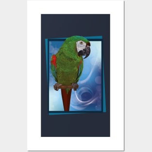 Severe macaw Posters and Art